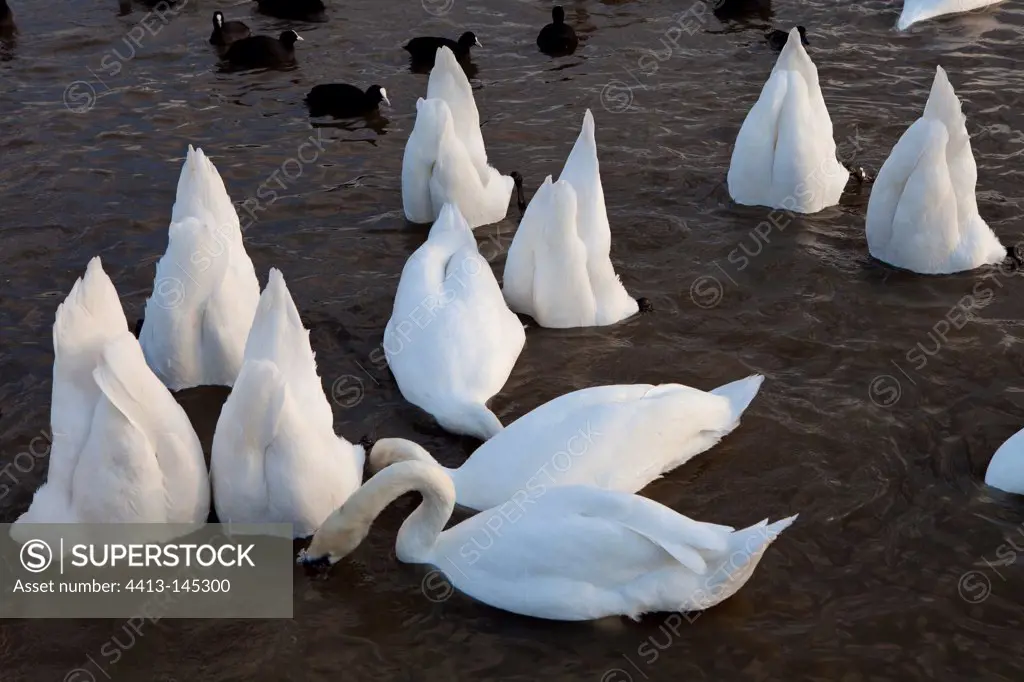 Mute swans feeding in the water Slimbridge UK