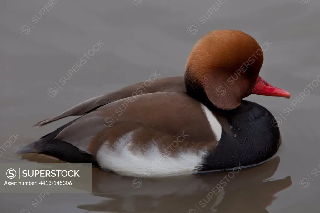 Red-crested Pochard male on water WWT Slimbridge Reserve UK