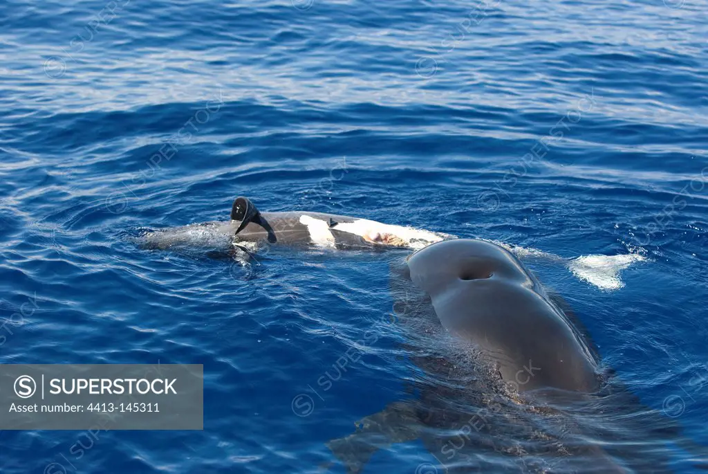 Short-finned Pilot Whale mother and her dead calf Canary