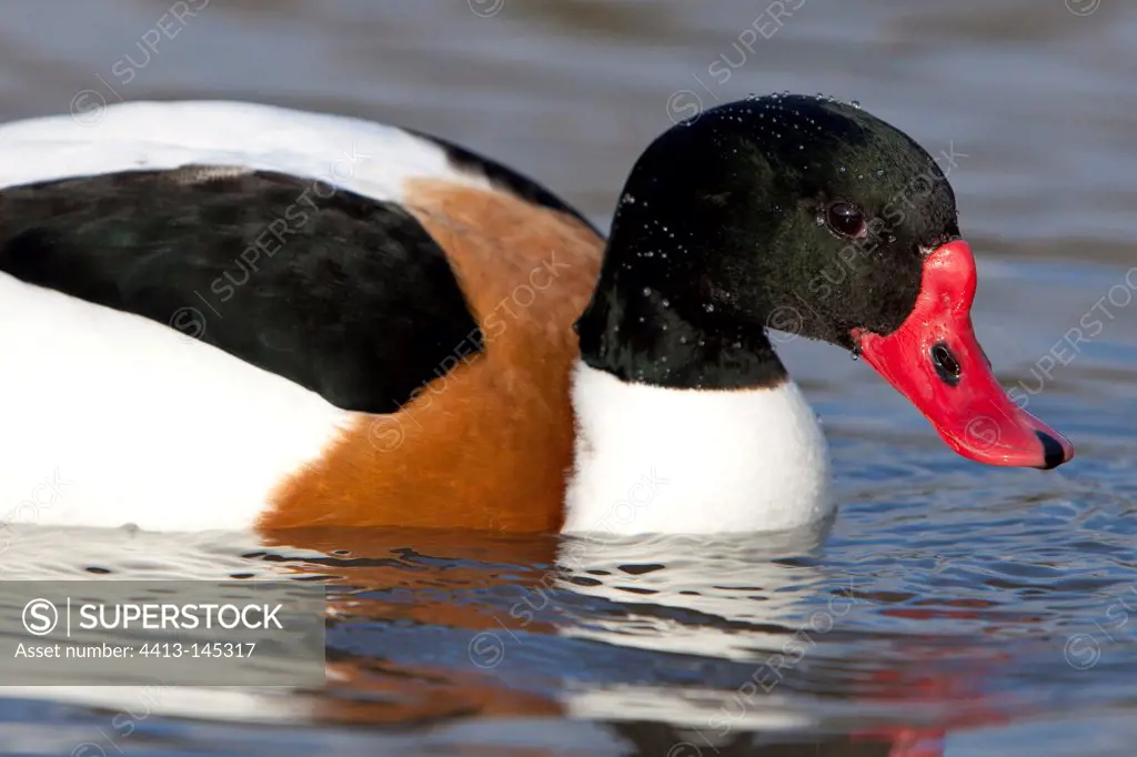 Common shelduck on water WWT Slimbridge Reserve UK