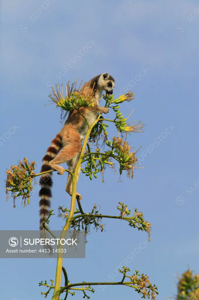 Ringed-tailed lemur eating sisal flowers Berenty Reserve