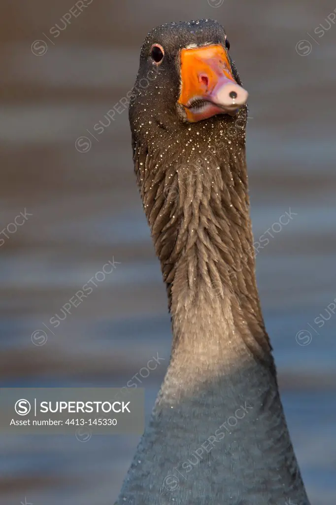Portrait of Western Greylag Goose WWT Slimbridge Reserve UK