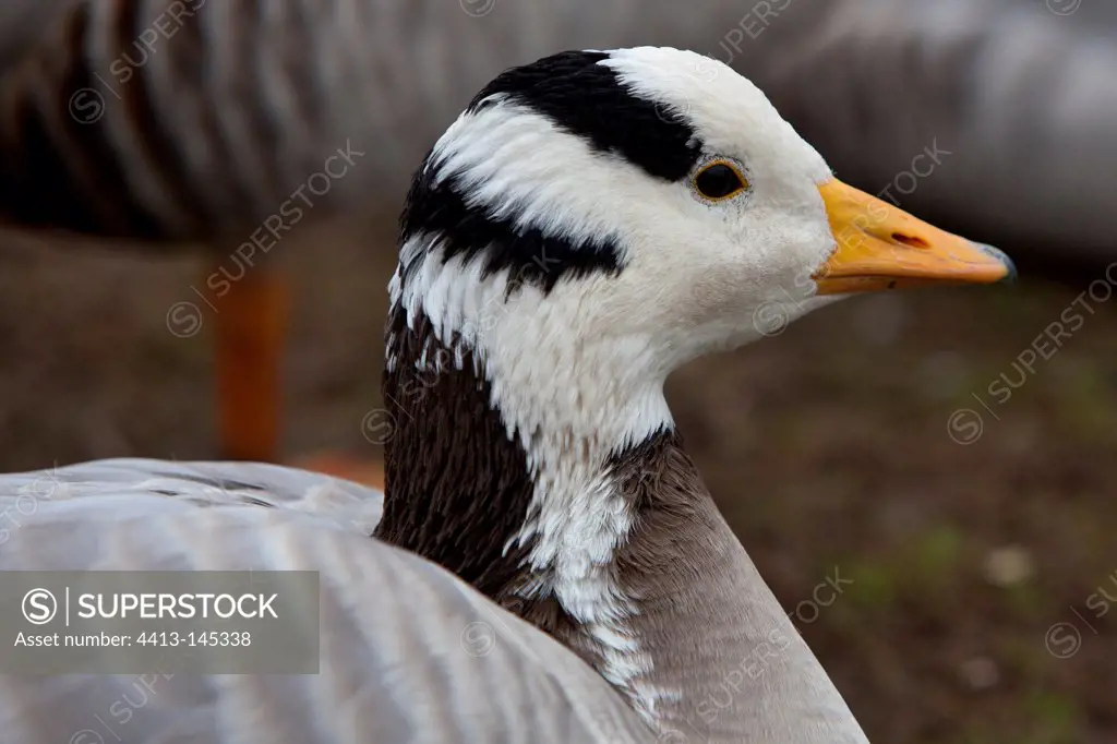 Portrait of Bar-headed goose WWT Slimbridge Reserve UK