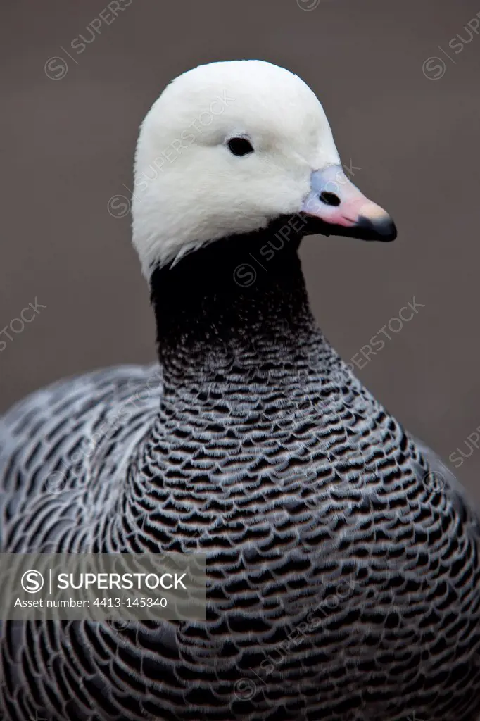 Portrait of Emperor goose WWT Slimbridge Reserve UK