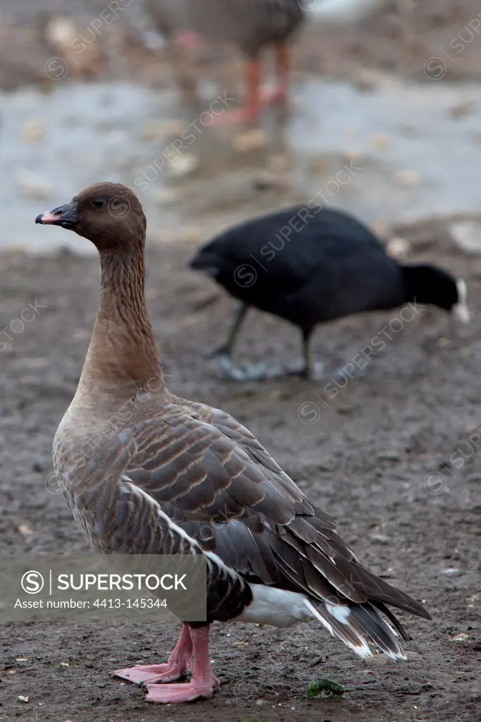 Pink-footed goose on bank WWT Slimbridge Reserve UK