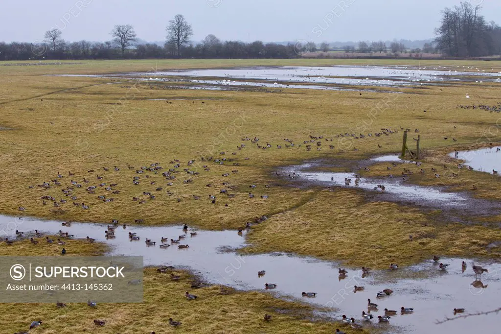 Wet meadow landscape WWT Slimbridge Reserve UK