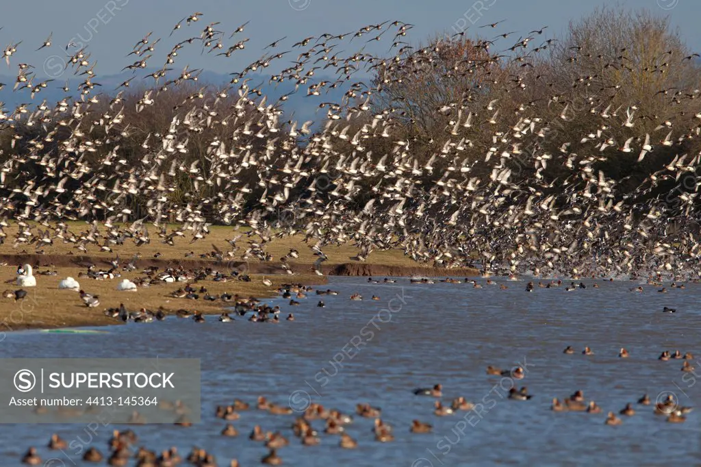 Eurasian Wigeon flock WWT Slimbridge Reserve UK