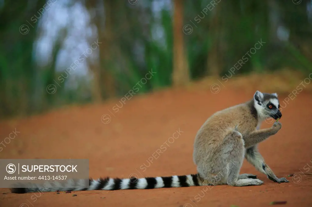 Ringed-tailed lemur eating Berenty Reserve Madagascar