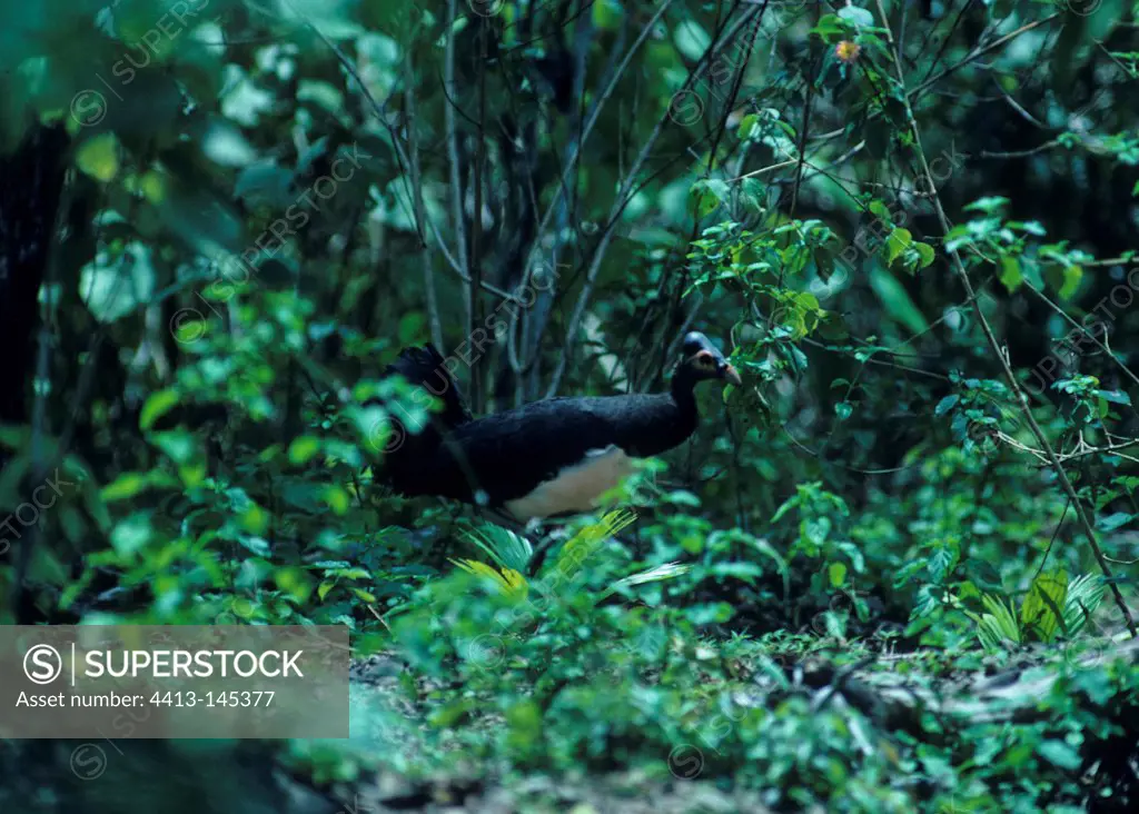 Maleo moving in the undergrowth in Sulawesi island
