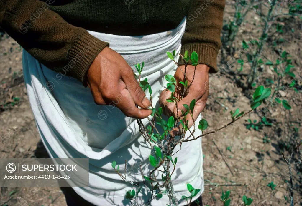 Coca farmer harvesting coca leaves Yungas Bolivia