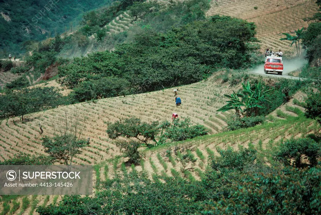 Coca farmers tending to coca fields Yungas Bolivia