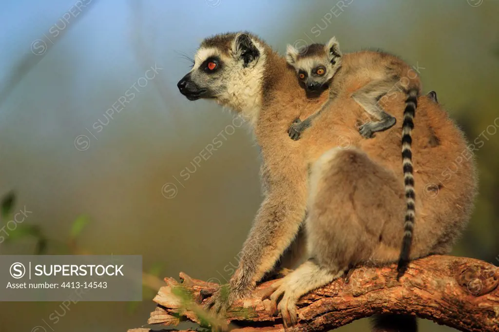 Ringed-tailed lemur female and young Berenty Reserve