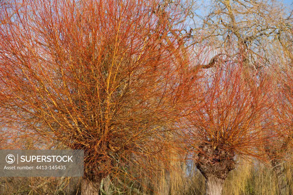 Willows in winter WWT Slimbridge Reserve UK