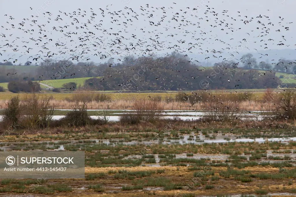 Lapwings flock WWT Slimbridge Reserve UK