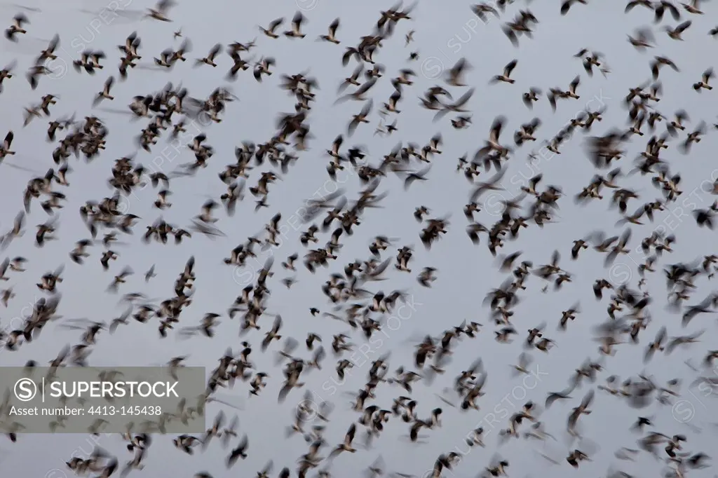 Lapwings flock WWT Slimbridge Reserve UK