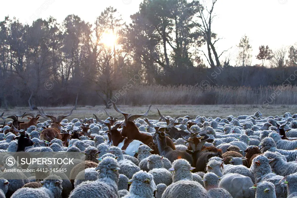 Rove Goats and Sheep 'Merino d'Arles' Provence France