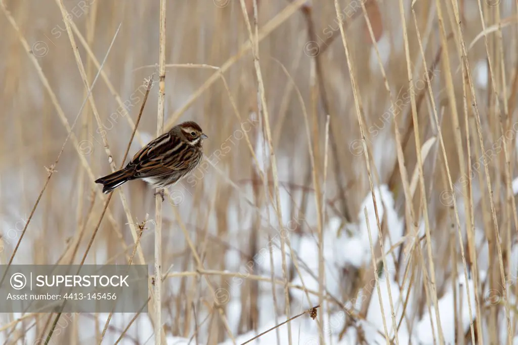 Female Reed bunting perched in a snowy reed bed in winter