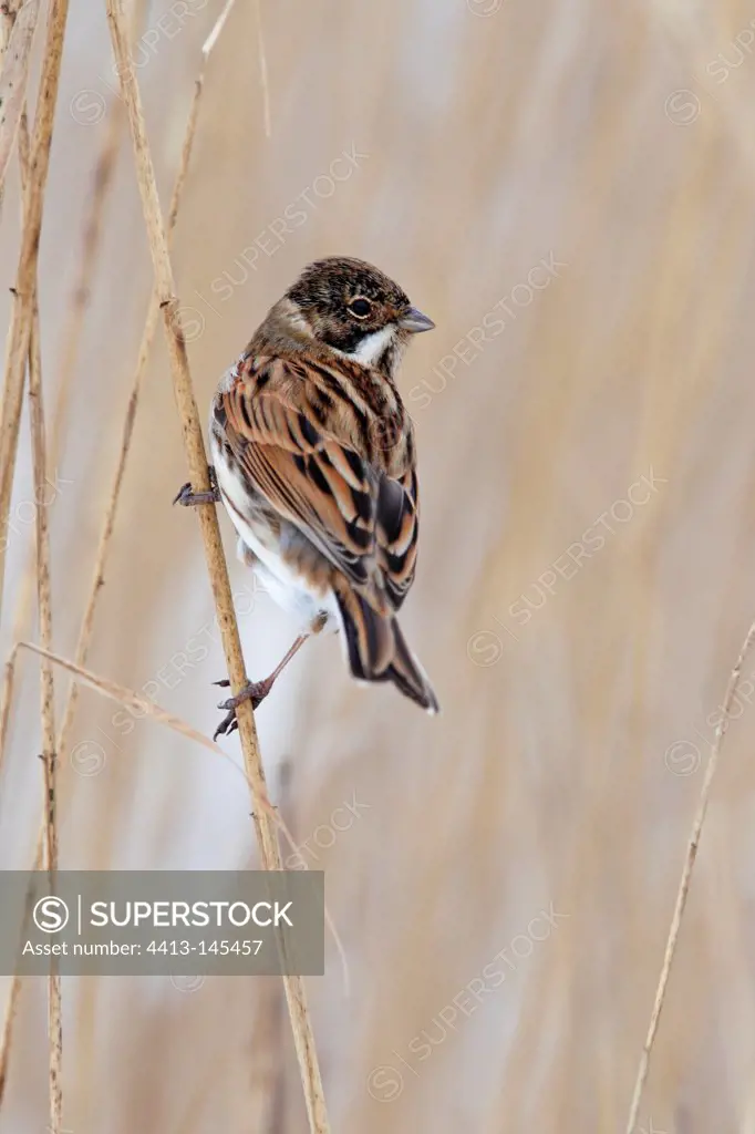 Male Reed bunting perched in a snowy reed bed in winter