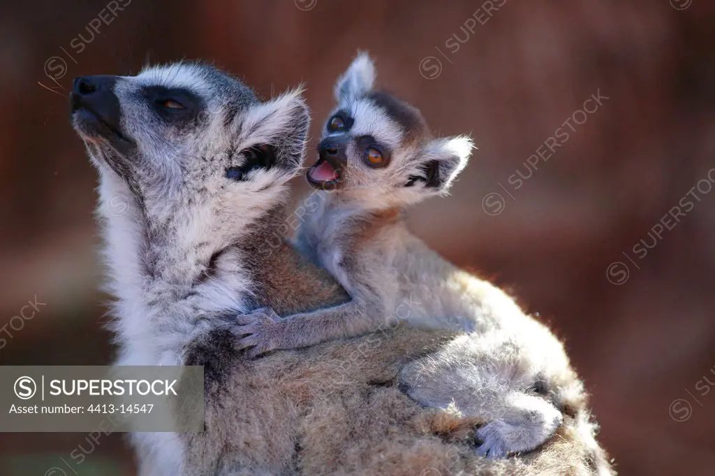 Ringed-tailed lemur female and young Berenty Reserve