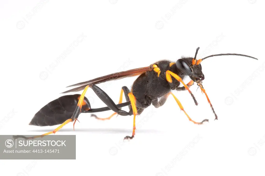 Mud Dauber Wasp female on white background