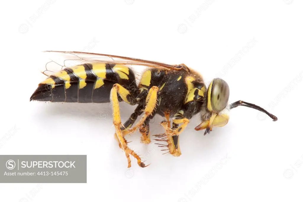 Sand Wasp female on white background