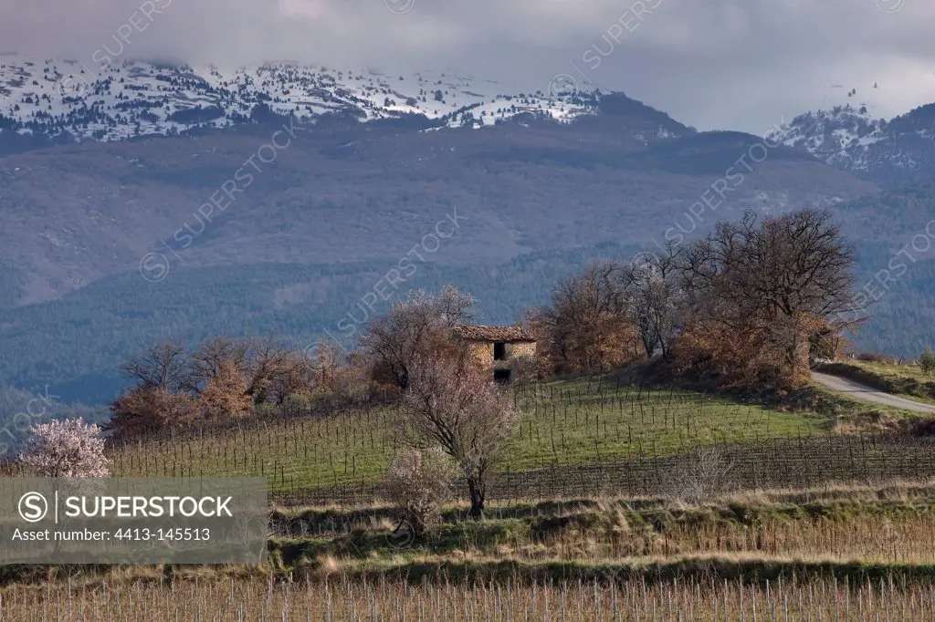 Vineyards and almond trees blossom in spring Provence France