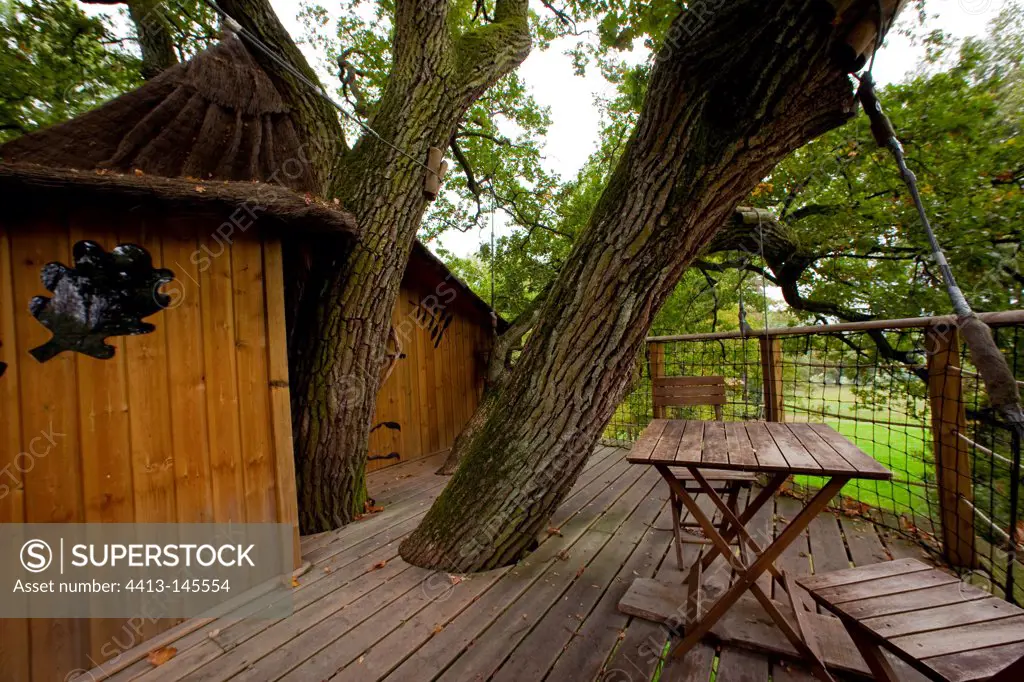 Wood shed at 8 meters high in a oak