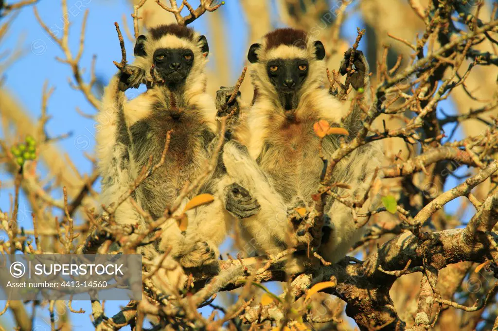 Verreaux's Sifakas warming themselves Berenty Madagascar