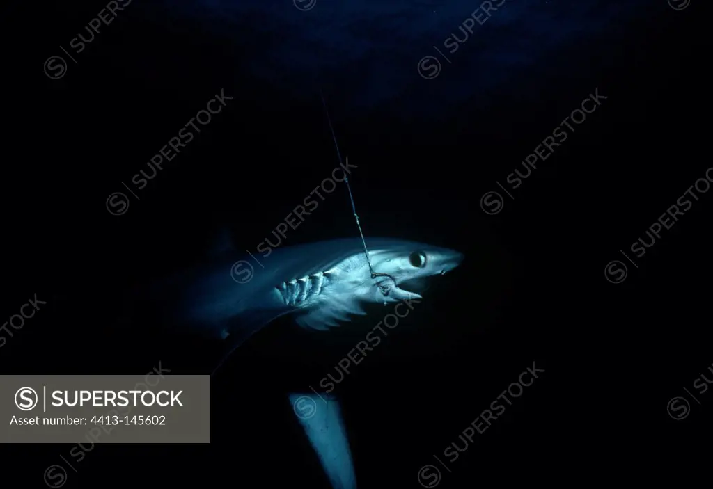 Bigeye Thresher Shark hooked on long line Cocos Island