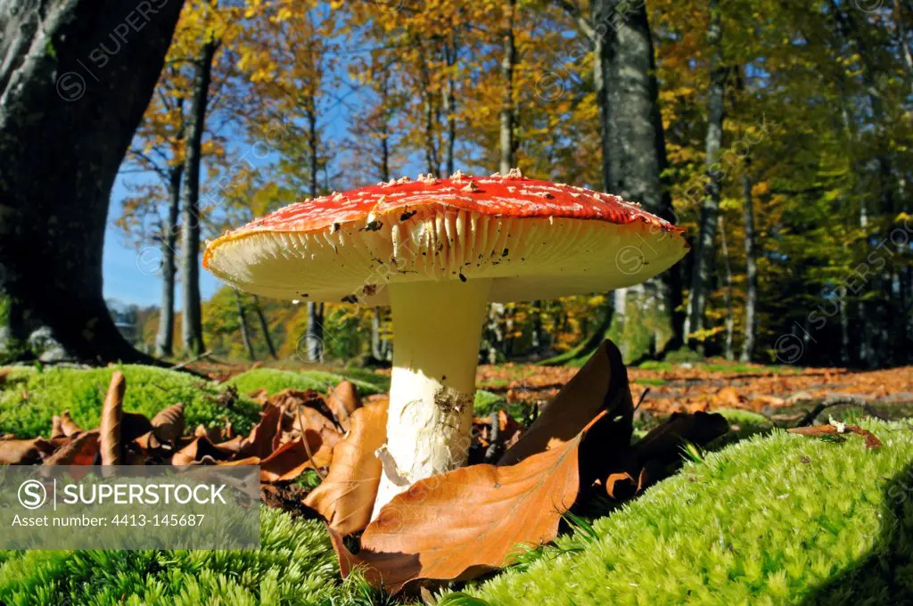 Toadstools in the forest of Suarce in France