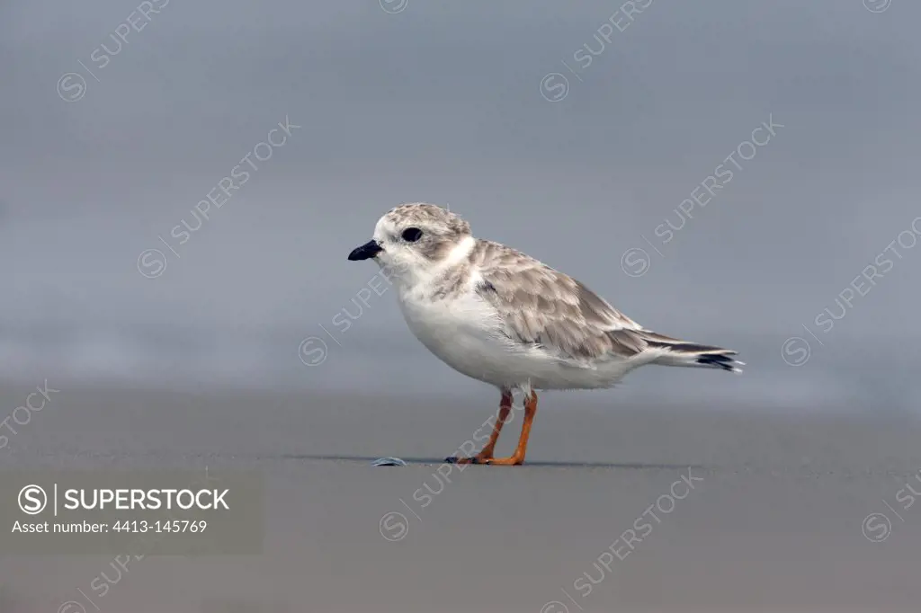 Piping plover standing by water New York USA