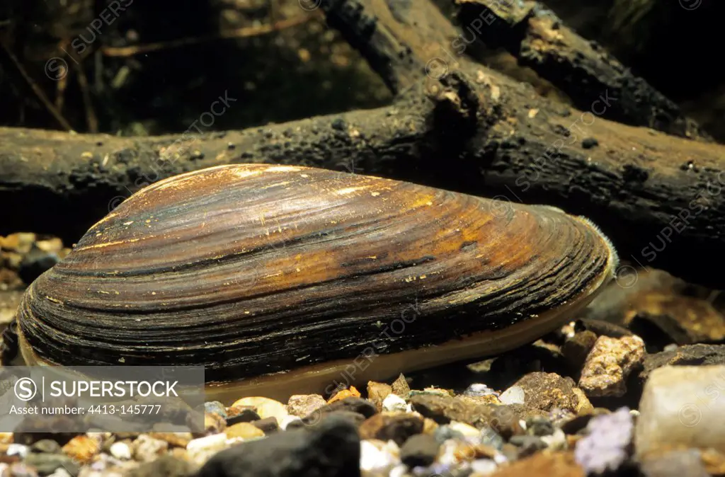 Painter's mussel