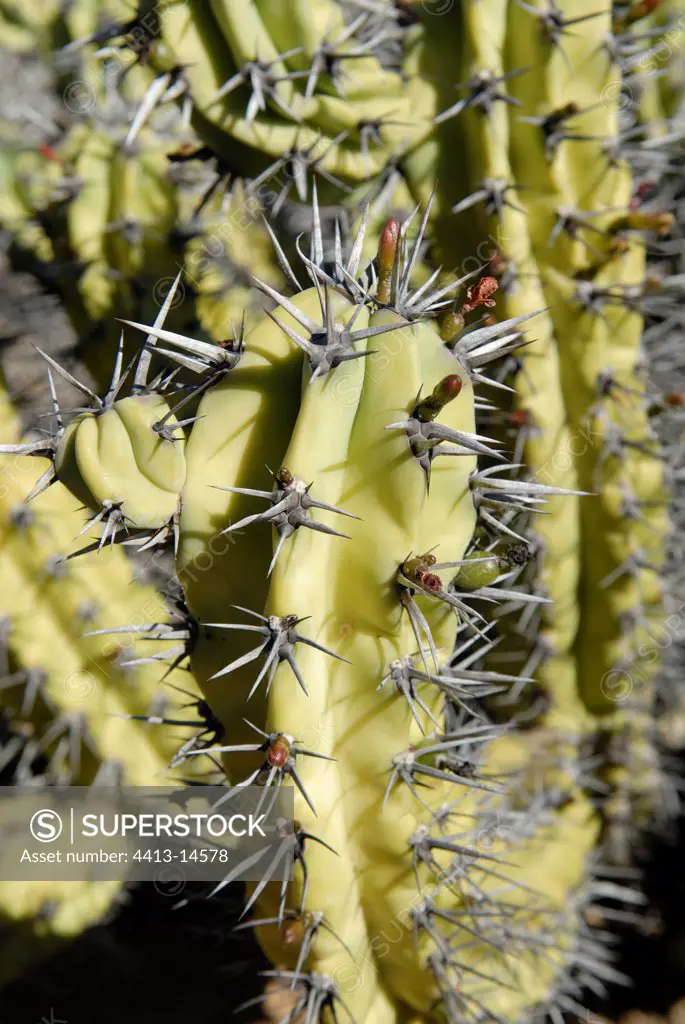 Large plan of blue Candle Cactus central Desert
