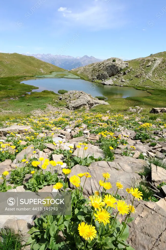 Lake Hivernet and Doronic flowers Alps France
