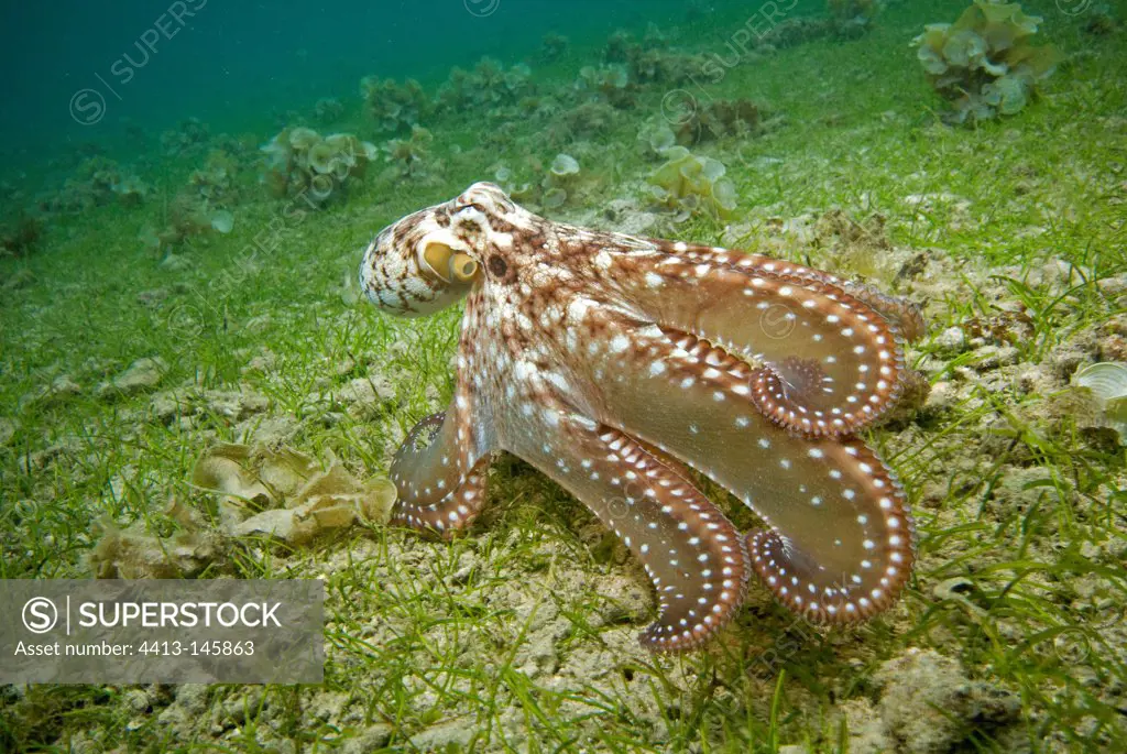 Red octopus in the Indian Ocean of Mayotte