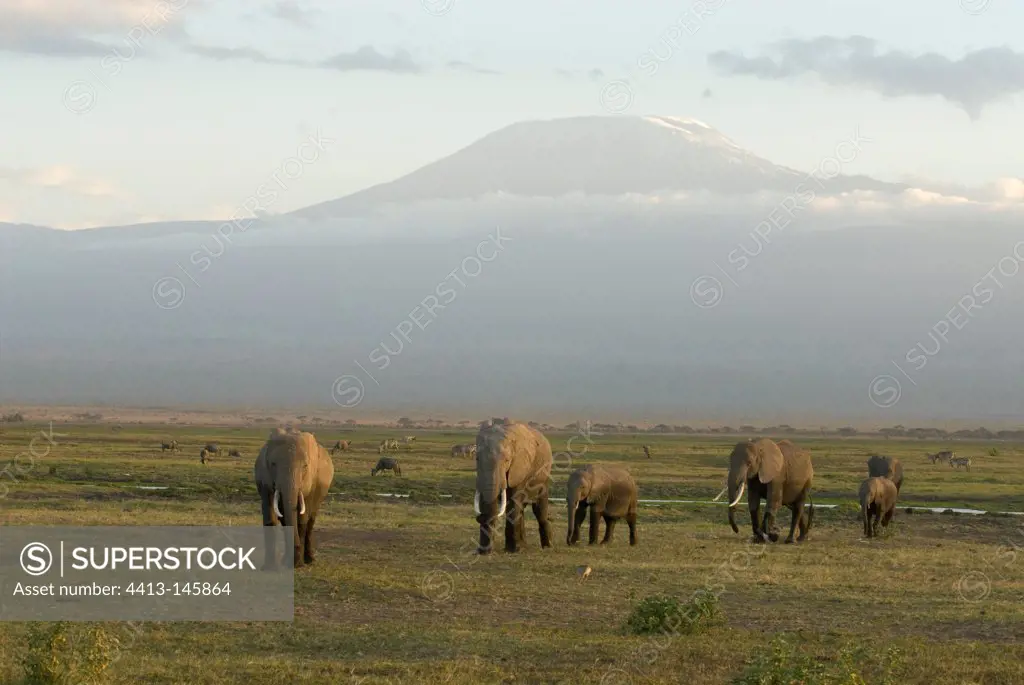 African Elephants Amboseli NP Kenya
