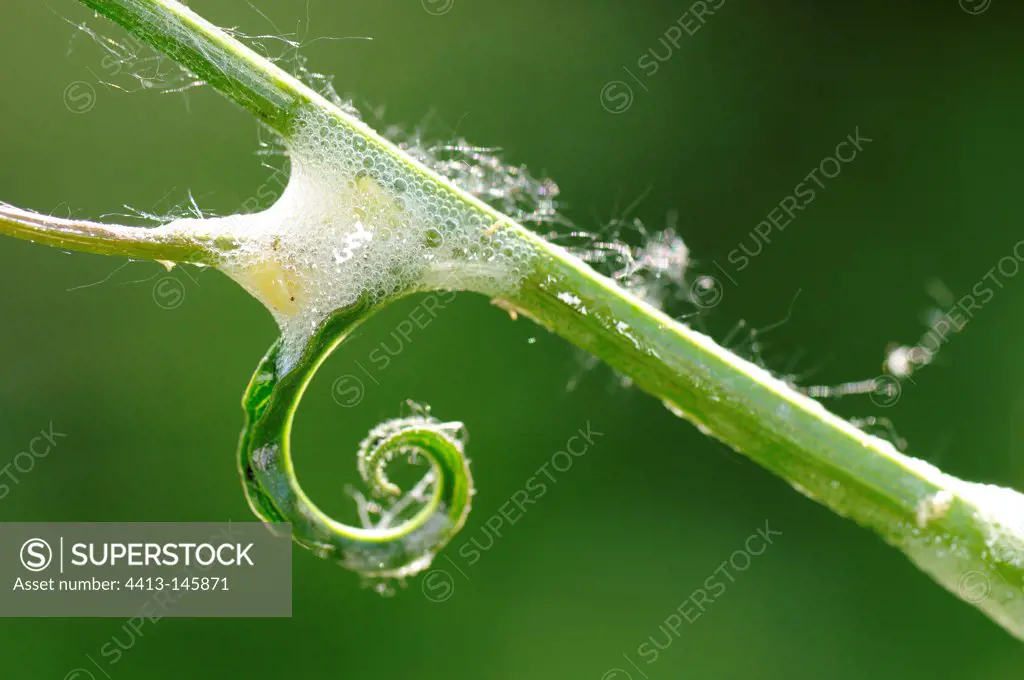 Insect egg on the stem of a plant France