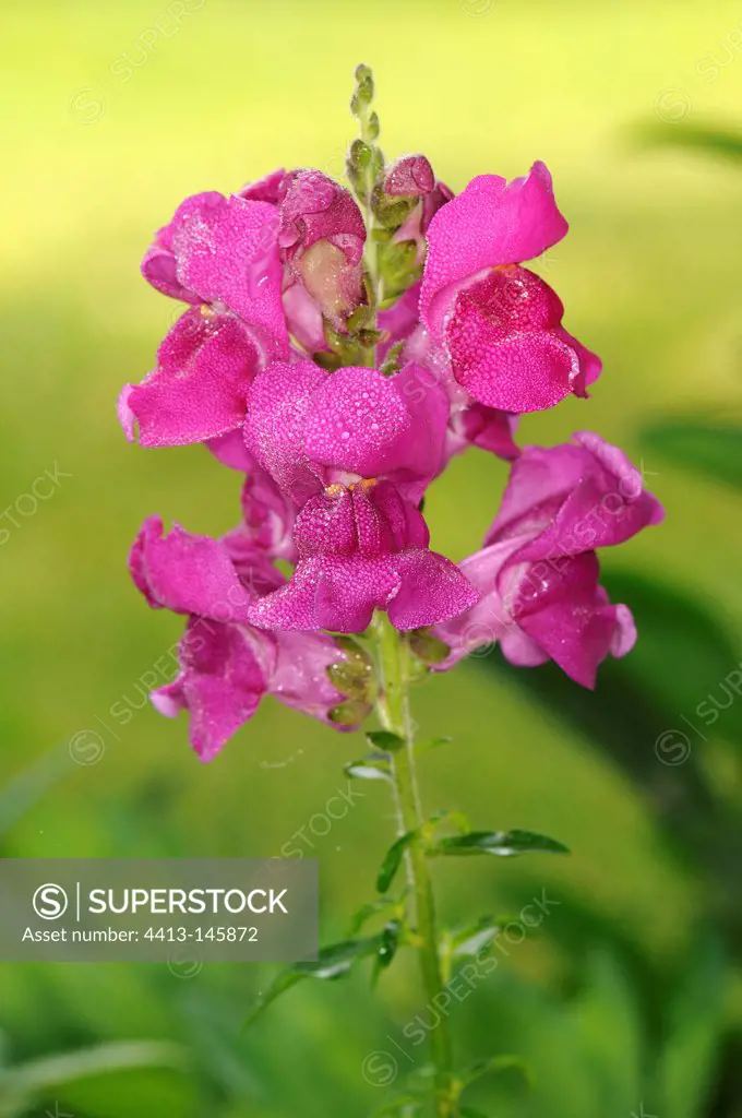 Snapdragon flowers and dewdrops France