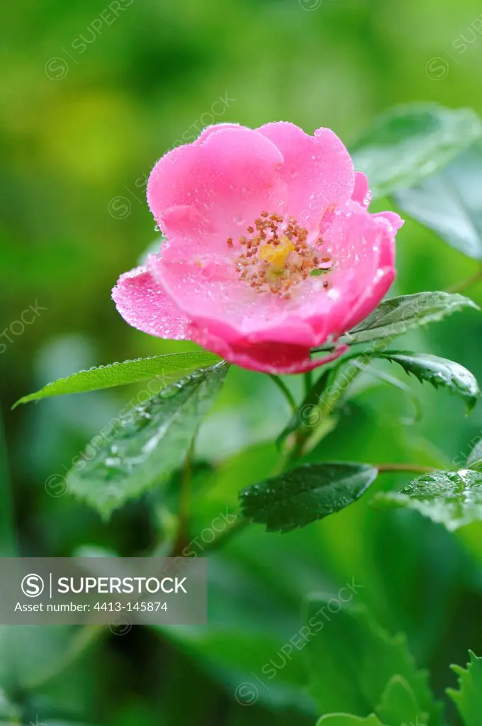 Wild roses and dewdrop France