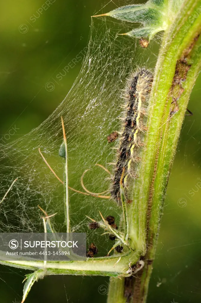 Caterpillar in his web France