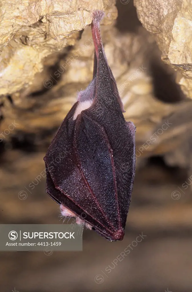Greater Horseshoe Bat in hibernation in a cave