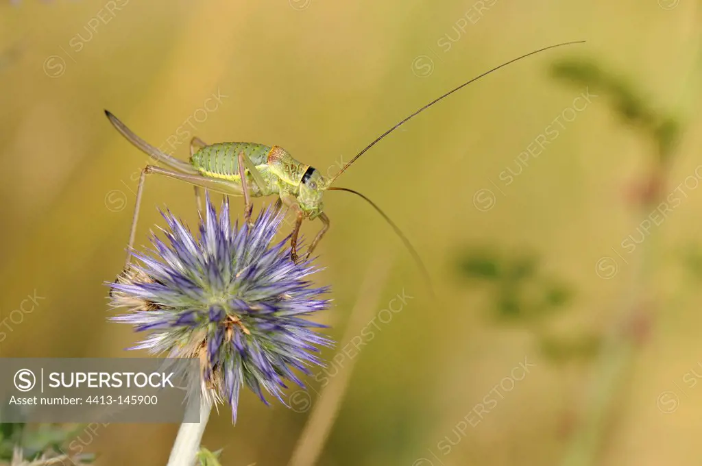Grasshopper on Thistle flower France