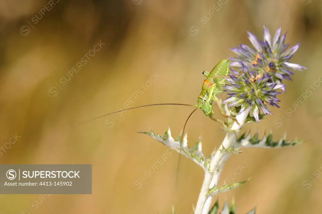 Grasshopper on Thistle flower France