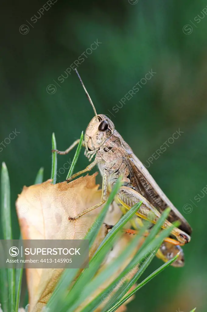 Bow-winged Grasshopper on leaf France