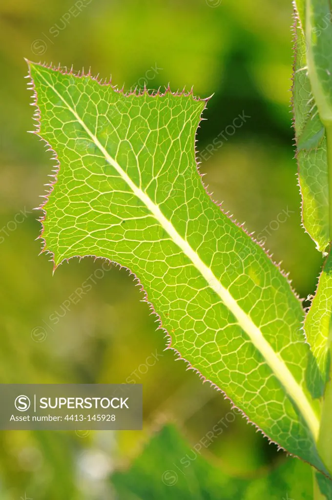 Spiny leaf of mountain flower France