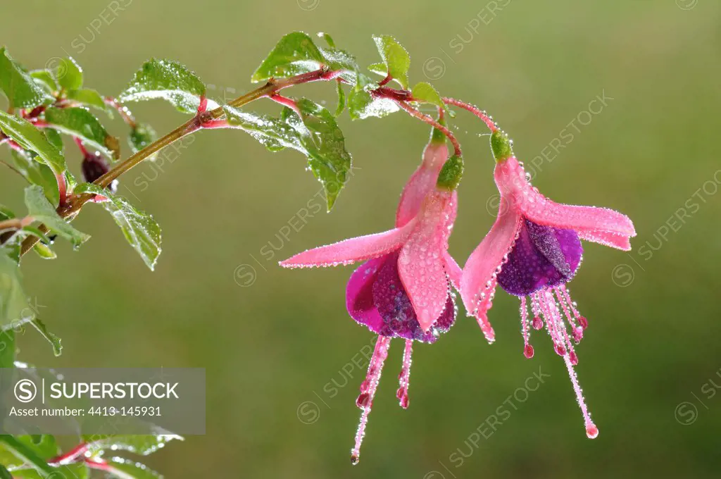 Fuchsia flowers covered with dew France