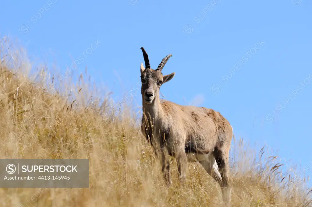 Ibex standing on the grass Alps France