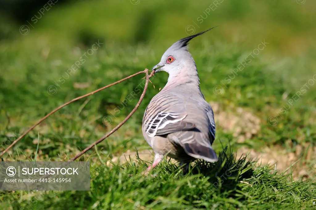 Crested Pigeon holding a twig in the grass