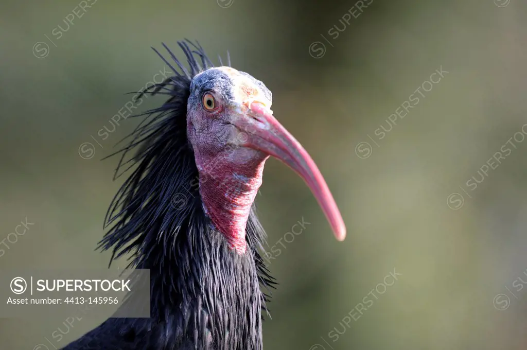 Portrait of Bald Ibis