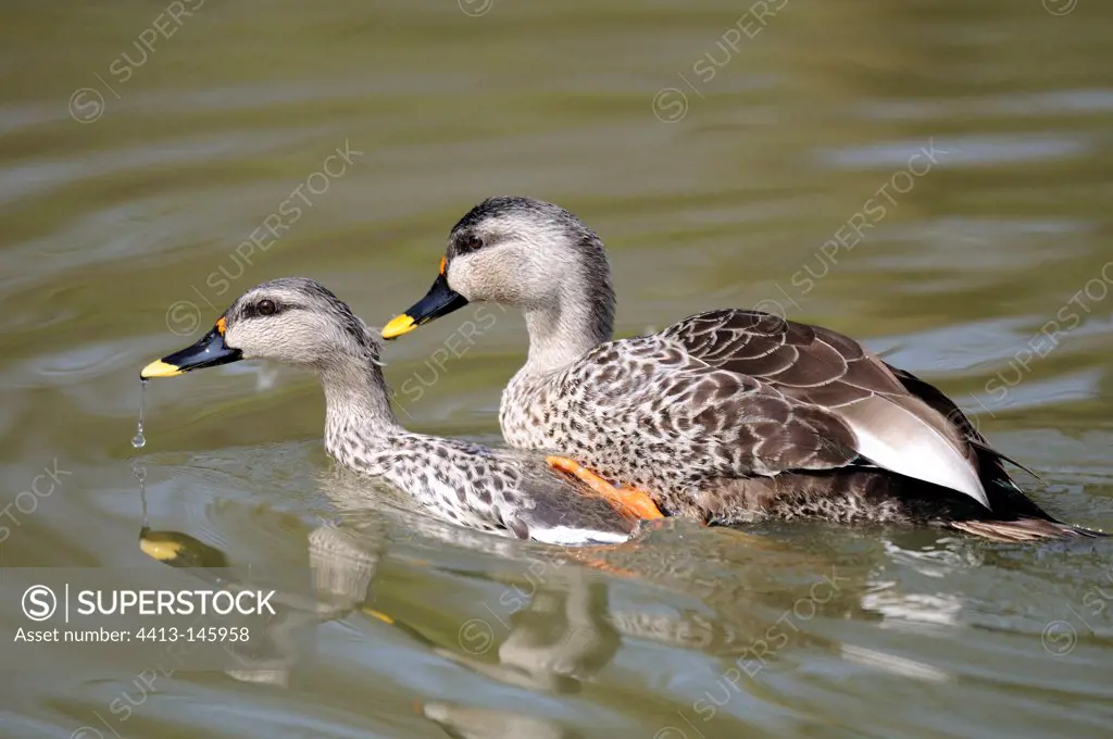 Ducks mating in the water
